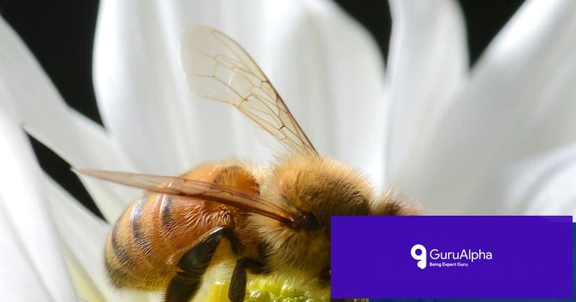 Organized Bee Heist in Far North Queensland Strips 800,000 Pollinators From Farms