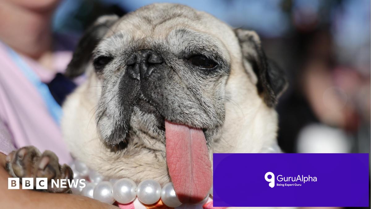 Santa Rosa Hosts 2026 World's Ugliest Dog Contest Winner Announcement